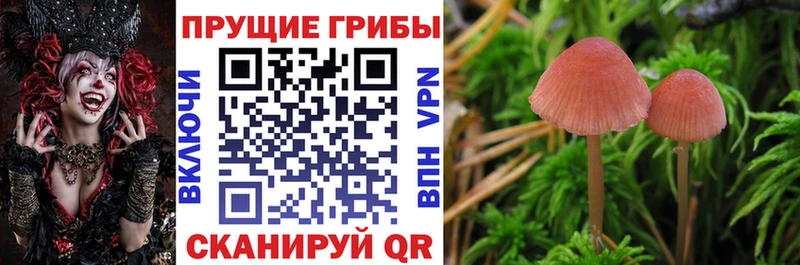 хочу   Кашира  Галлюциногенные грибы Psilocybe 
